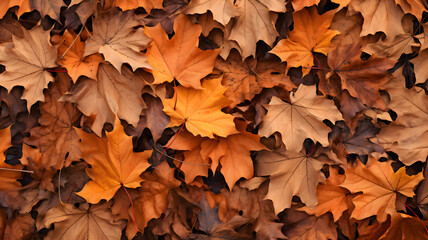 closeup of autumn colorful yellow golden thick blanket of fallen dry maple leaves on ground deciduou