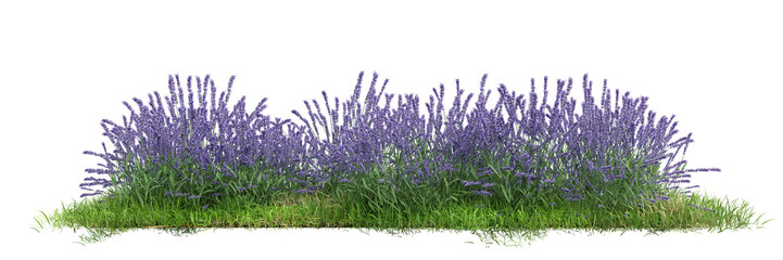 Wall Mural - Field of flowers and grass cut out on transparent background.