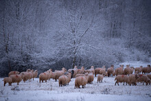 Flock Of Sheep On A Cold Morning Near The Frosty Forest. Ovis Aries A Domestic Animal In The Winter Season In The Fold On A Light Snow