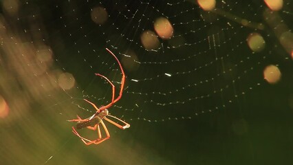 This footage captures the beauty and complexity of a golden silk orb-weaver spider as it weaves its web