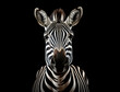 Portrait eines Zebras vor schwarzem Hintergrund erstellt mit generativer KI