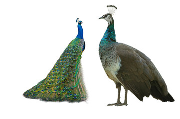 Poster -  male and female peacock standing isolated on white background