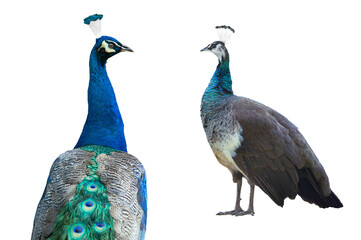 Poster -  male and female peacock standing isolated on white background