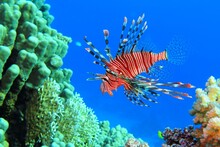 Red Lionfish Swimming On The Coral Reef. Dangerous Fish And Corals. Scuba Diving With Tropical Marine Life. Predator Fish Portrait, Vivid Blue Ocean. Aquatic Wildlife, Travel Photo.
