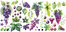 Set Of Grapes Watercolor Collection Of Hand Drawn, Grapes Purple And Green Color, Grapes Elegant Watercolor Illustration , Grapes Isolated Transparent Background, PNG.