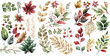 Set of Christmas Leaf decorate watercolor collection of hand drawn, Grapes elegant watercolor illustration , Christmas Leaf isolated transparent background, PNG.