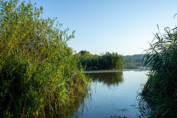 Wall Mural - View of the lake and the reeds on the shore.