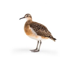 Bristle-thighed Curlew Bird Isolated On White. Generative AI