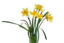 Beautiful Yellow Flowers Daffodils In A Vase On A White Background