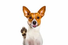 Small Brown And White Dog With Paw Up In Front Of White Background.