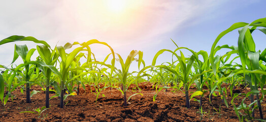 Wall Mural - corn field with sunset at countryside.