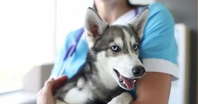 Veterinarian Doctor Is Holding A Small Yawning Husky In His Arms. Pet Medical Examination Concept