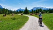 Radfahrerin auf dem Isarradweg inmitten einer Kuhherde und mit Blick zum Karwendelgebirge