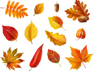 Realistic autumn foliage. Fall age leaves, yellow red isolated leaf dried brown foliage, maple oak leafs and acorn for nature november decoration, set 3d exact vector illustration