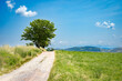 Idyllic panoramic landscape, lonely tree among, country road, green fields with the background blue sky and white clouds, Serbia