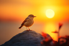 A Sunrise And A Bird