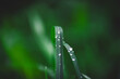 Waterdrops on Gras