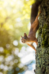 Wall Mural - Red Squirrel climbing up in a tree..