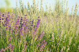 Fototapeta Lawenda - Beautiful blooming lavender growing in field, closeup