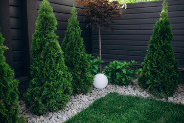 thuja smaragd in landscape design, selective focus