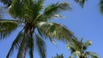 Wall Mural - leaf of coconut trees flutter slow motion on blue sky, beautiful natural background