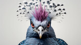 Fototapeta Zwierzęta - Victoria Crowned Pigeon White background