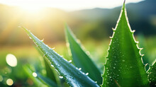 Aloe Vera, Water Drops, Marketing Concept In A Breathtaking Natural Setting, A Vibrant Plant Stands Tall, Glistening With Dewdrops, Showcasing Its Lush Green Leaves