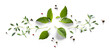 Leinwandbild Motiv Collection of fresh herb leaves. thymeand basil Spices, herbs on a white table. PNG Food background design element with transparent shadow on transparent background.