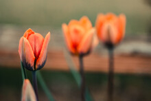 Orange Tulips In The Spring