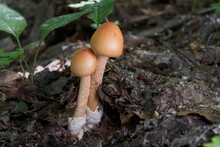 Edible Mushroom Amanita Crocea In Leaves. Known As Orange Grisette Or Saffron Ringless Amanita. Two Wild Mushrooms In Birch Forest.