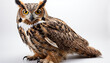 great horned owl, bird, owl