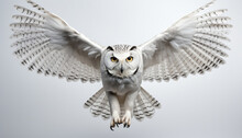 Owl In Flight. White Owl In Flight. Snow Owl In Flight. Owl. Snow Owl