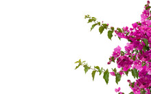 Twigs Of Blooming Pink Bougainvillea Isolated