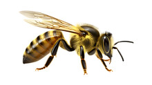Honeybee, Bee Isolated On Transparent Background, Macro, Incredible Pollinator, Top View, Generative AI