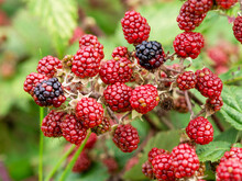 Red And Black Blackberries Ripening In A Hedgerow