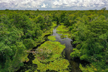 Aerial View Of A River Swamp With Growing Vegetation In The Middle And Forest Trees Along Side The River Near The Town Of Apopka, Florida, United States.