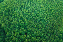 Aerial View Of A Forest With Trees On Mount Termion Peak In Serino, Campania, Avellino, Italy.