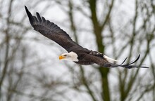 Majestic Bald Eagle Soars Through A Wintery Wooded Area