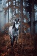 Moody autumn with a grey dapple Andalusian horse in the woods. Spanish horse posing