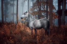 Moody Autumn With A Grey Dapple Andalusian Horse In The Woods. Spanish Horse Posing