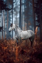 Moody Autumn With A Grey Dapple Andalusian Horse In The Woods. Spanish Horse Posing