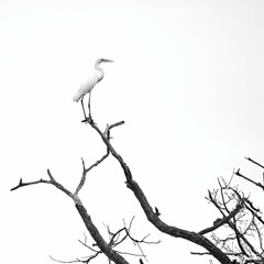 Wall Mural - Grayscale of a white stork perched on a tree branch