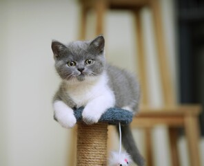 Canvas Print - Gray and white kitten with yellow eyes lying on play stand