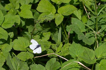 Sticker - Close-up shot of a Margined white butterfly on a leaf, surrounded by a cluster of other large leaves