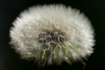 Poster - Beautiful close-up shot of a dandelion flower, with its delicate white petals