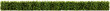 Isolated transparent long hedge  |  Hi resolution