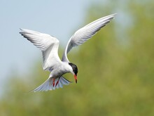 Arctic Tern Bird Soars Through The Sky, Its Majestic Wings Spread Wide As It Glides On The Wind