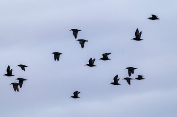 Canvas Print - Flock of blackbirds flying across a cloudy grey sky on a breezy day in New Zealand