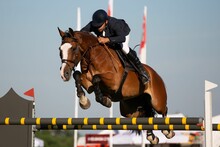 Show Jumping Themed Photograph Horse Jumping Over An Obstacle