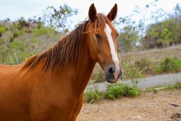 Poster - Majestic brown horse standing in a rustic landscape